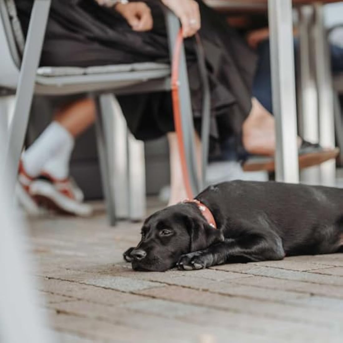 Hunter - Swiss 35-39.5Cm Necklace Red / Black