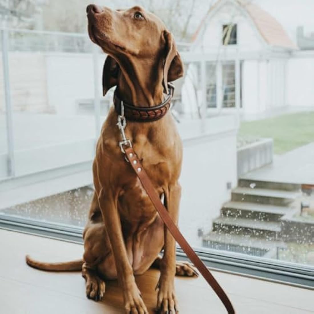 HUNTER Training leash, 16/200 Soft genuine cow leather, cognac