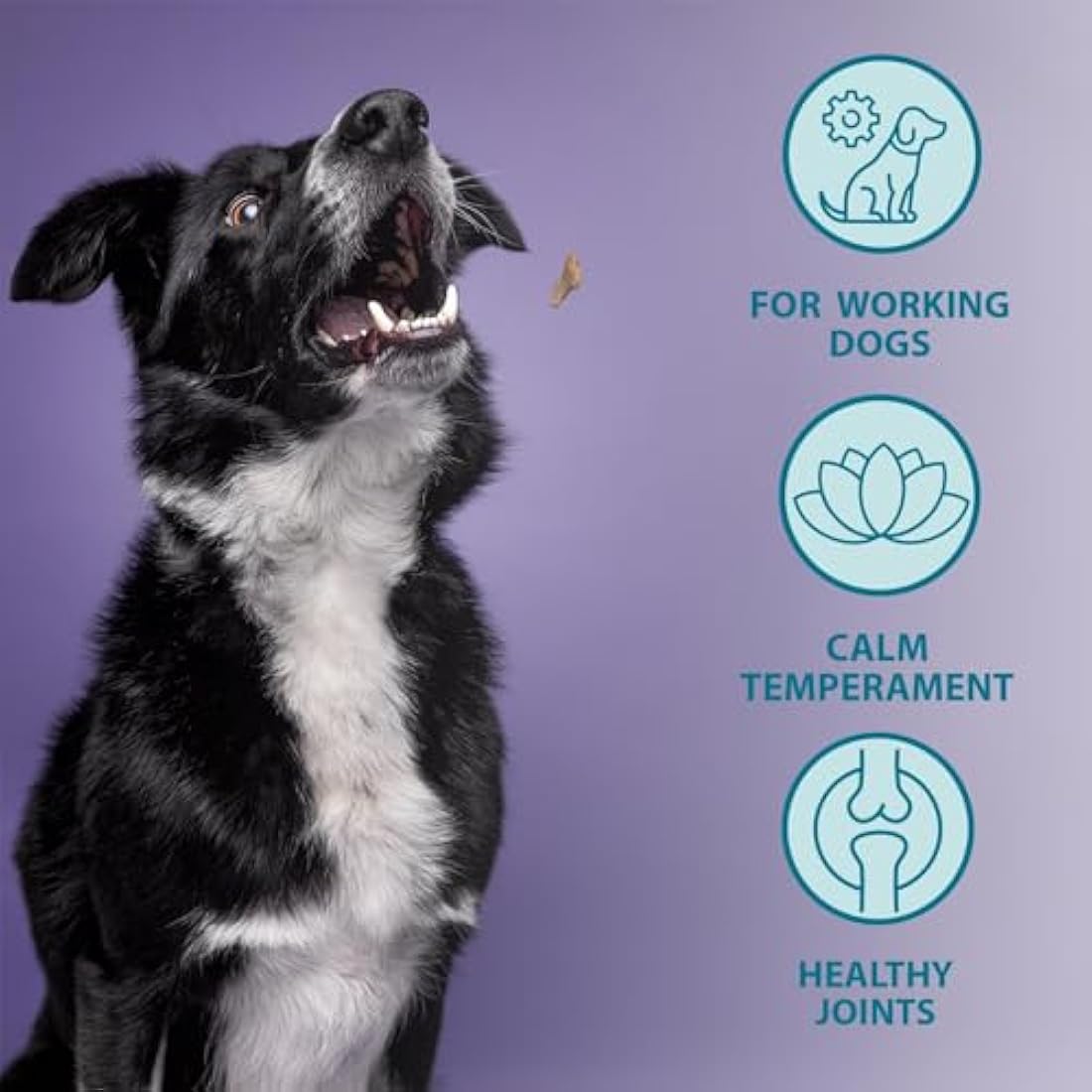 Burns Pet Nutrition Hypoallergenic Complete Dry Dog Food Adult and Senior Dog Alert Lamb and Brown Rice 12 kg