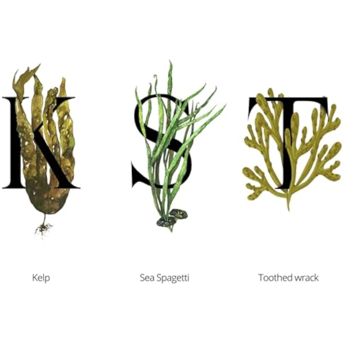 SEAWEED ORGANICS - Lower Seaweed Hydrating Cream, Organic Scottish Kelp, Toothed wrack, Sea spaghetti extract, Day cream, For sensitive Skin, Made in the UK, 50g, DIANA DRUMMOND