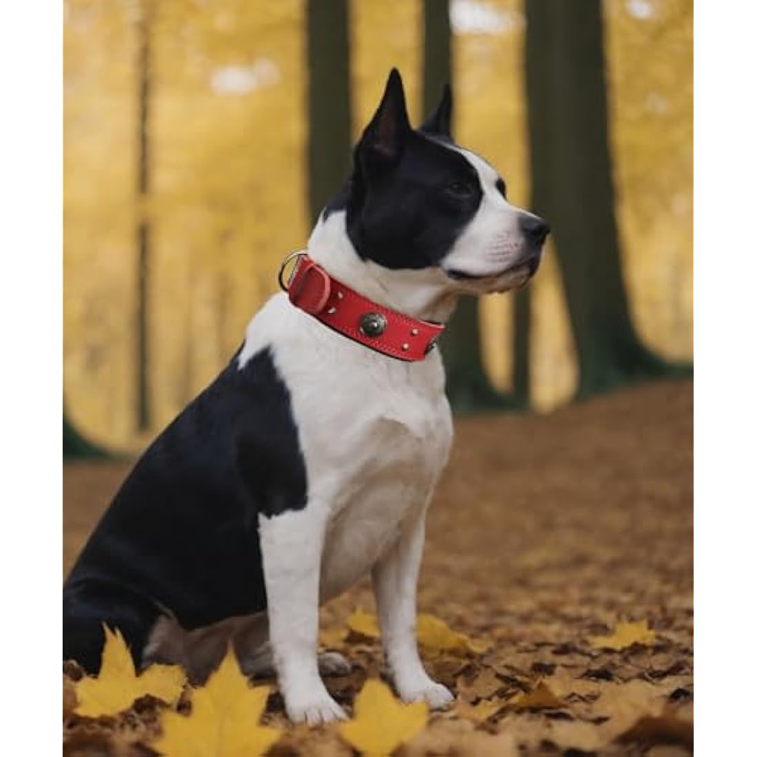 Leather Dog Collar, 5 cm Wide, Robust Genuine Leather Collar, Handmade, Soft and Luxurious, Eye-catching Best Choice for Large and Medium Dog Breeds, Red, 42-52 cm
