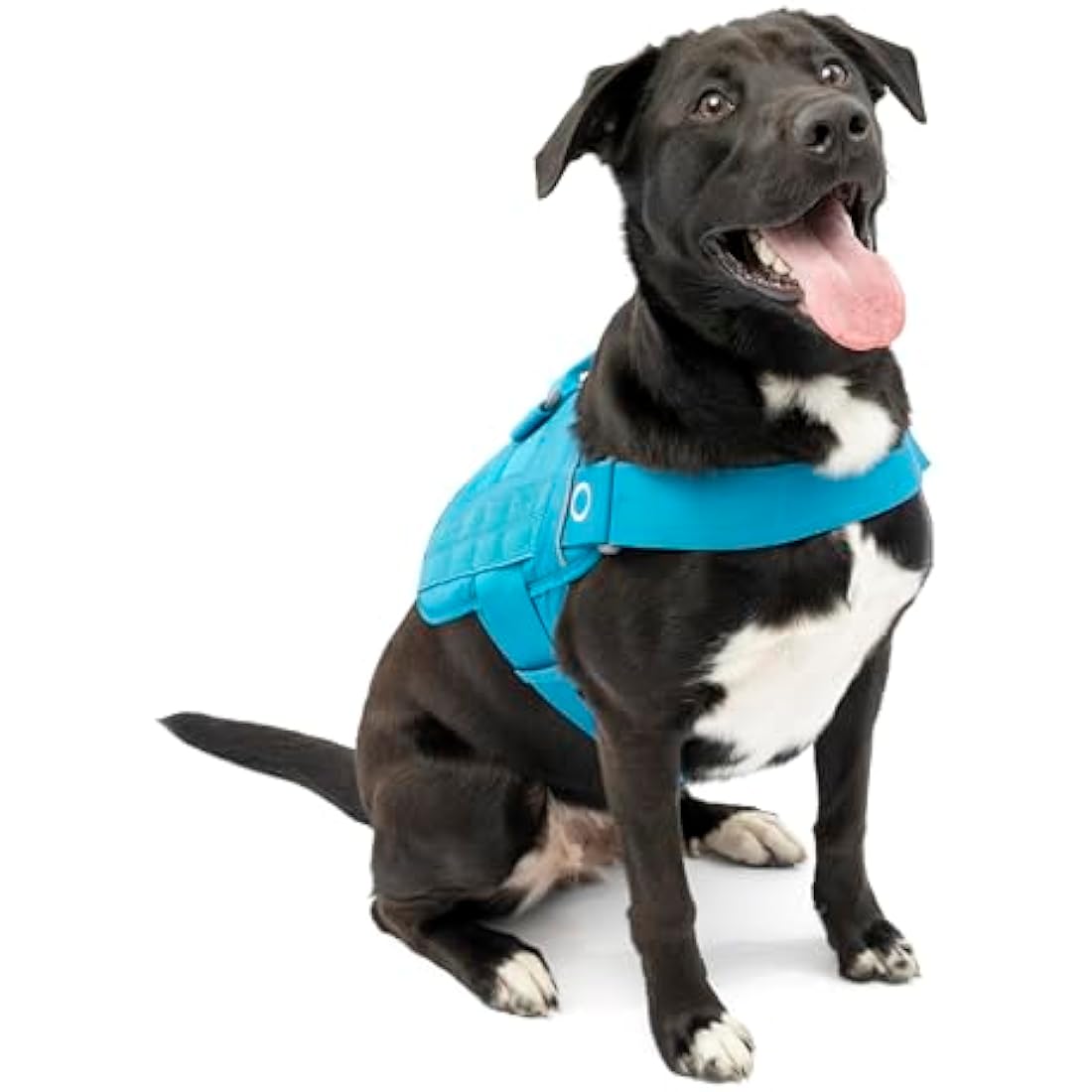 Kurgo RSG Dog Townie Harness, Easy On/Off Dog Hiking Harness, Adjustable, MOLLE Compatible, Extra Large-Coastal Blue