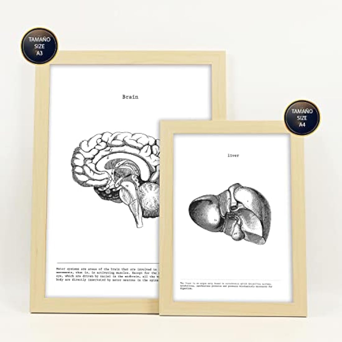 Nacnic Set of 6 posters of internal organs. Collection of plates with aesthetic collage for interior decoration. Sizes A3 and A4. With wooden frame.