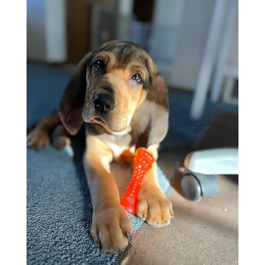 Nylabone Puppy Dog Teething Colour Change Freezer Bone Dog Chew Toy, Lamb & Apple Flavour, Small, for Puppies Up to 11 kg