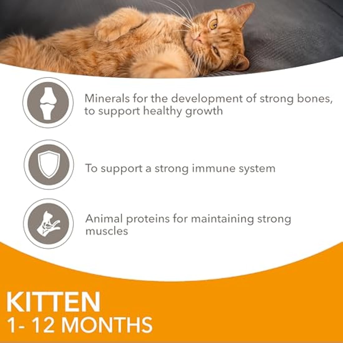IAMS Kitten Wet Cat Food Chicken in Gravy 12 x 85g