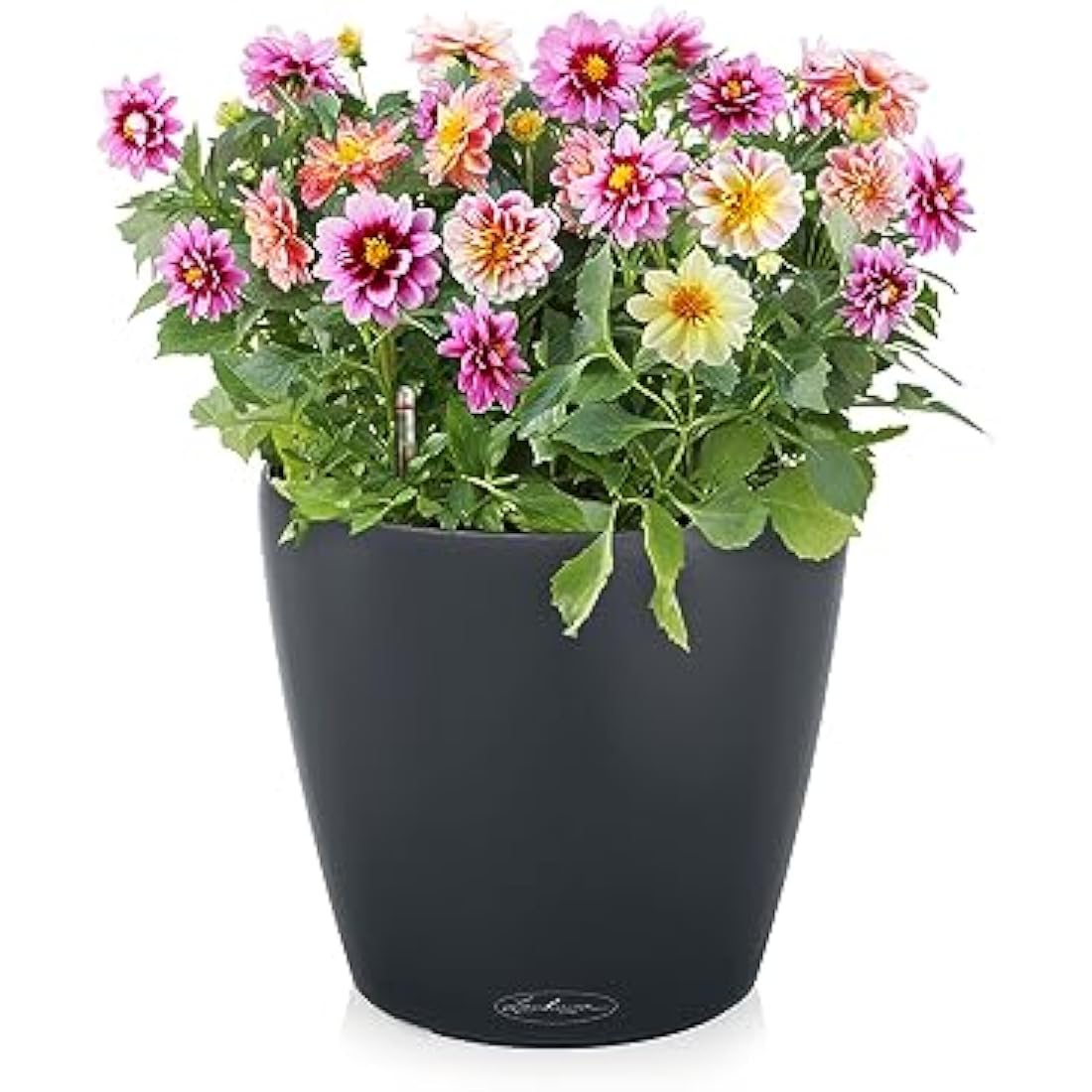 Lechuza CLASSICO Color 60 Self Watering Planter Large Garden Plastic Indoor and Outdoor Flower Plant Pot with Drainage Hole D60 H55.5 cm Slate