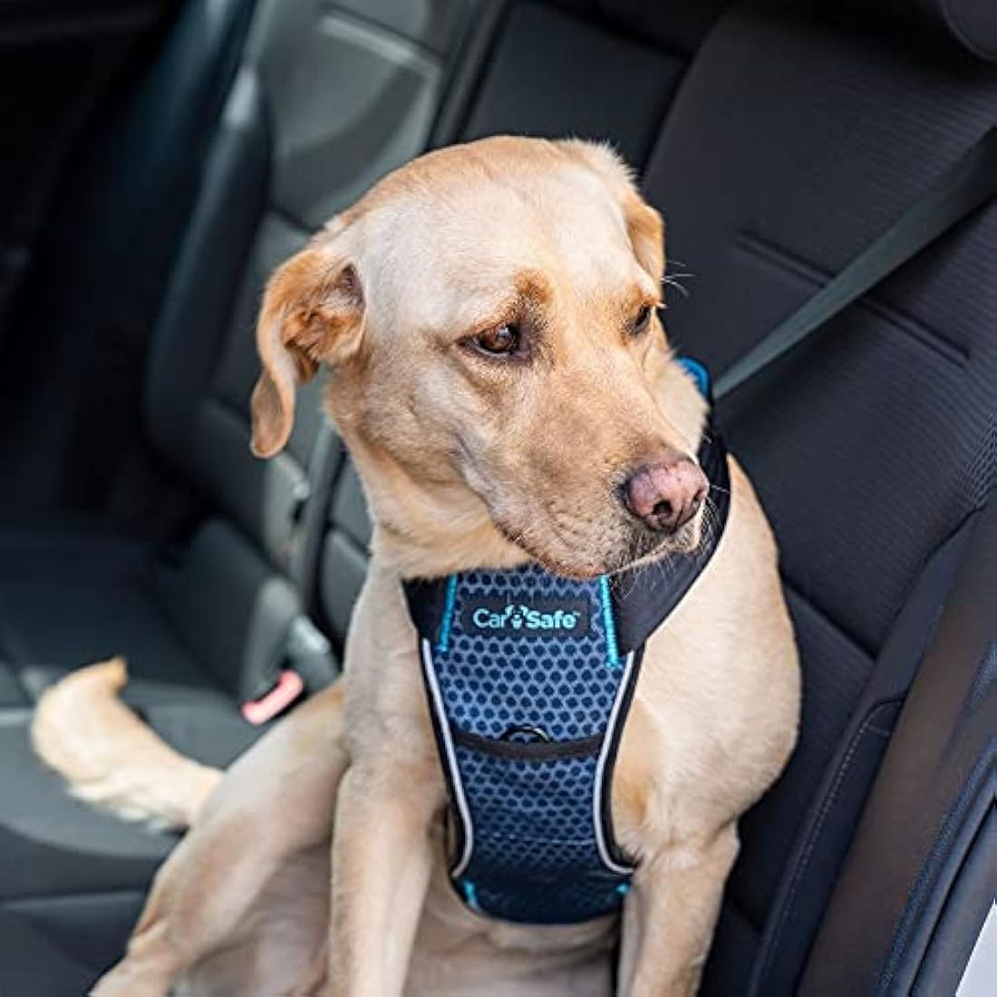 CarSafe Crash Tested Dog Safety Harness - from the makers of Halti. Crash Tested to 32Kg/70lbs, Safely Secure Dog in the Car, Comfortable and Padded Design, for Toy, Small, Medium and Large Dogs