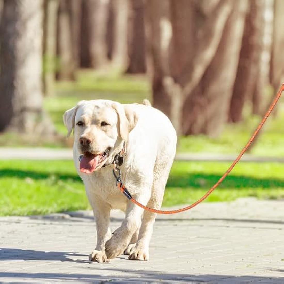 Kdsvakd Long Rope Dog Lead, 5m / 16ft Dog Training Line Lead with soft padded handle and Swivel Hook, Heavy Duty Recall Lead, Check Cord For Puppy, Small, Medium, Large Dog