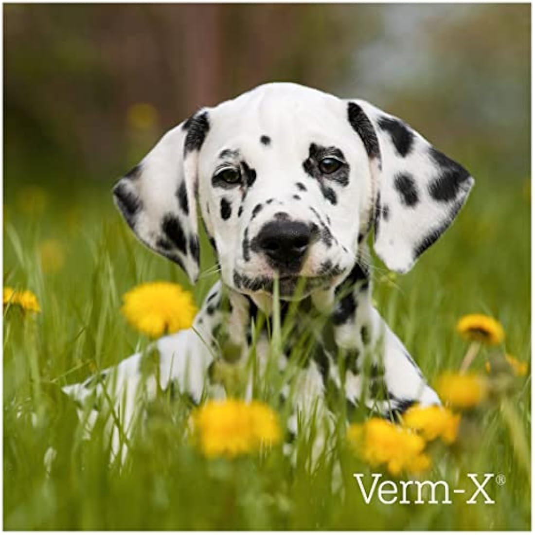 Verm-X All Natural Liquid for all Dogs. Supports  Intestinal Hygiene. Vet Approved. UFAS Assured.  Restores and Maintains Gut Vitality. Wormwood Free Recipe.
