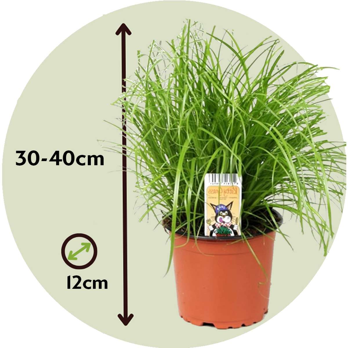 Cat Grass - 6 pcs. - Cyperus zumula - Height 30-40cm - ⌀12cm