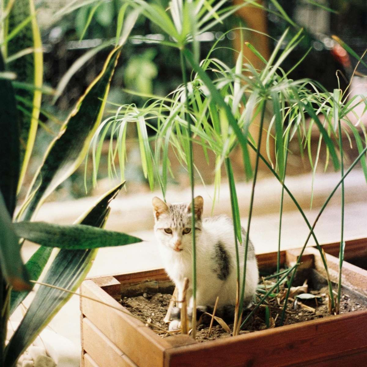 Umbrella plant - 2 pcs. - Cyperus alternifolius - Height 40-50cm - ⌀14cm