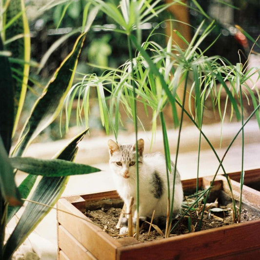 Umbrella plant - 4 pcs. - Cyperus alternifolius - Height 40-50cm - ⌀14cm