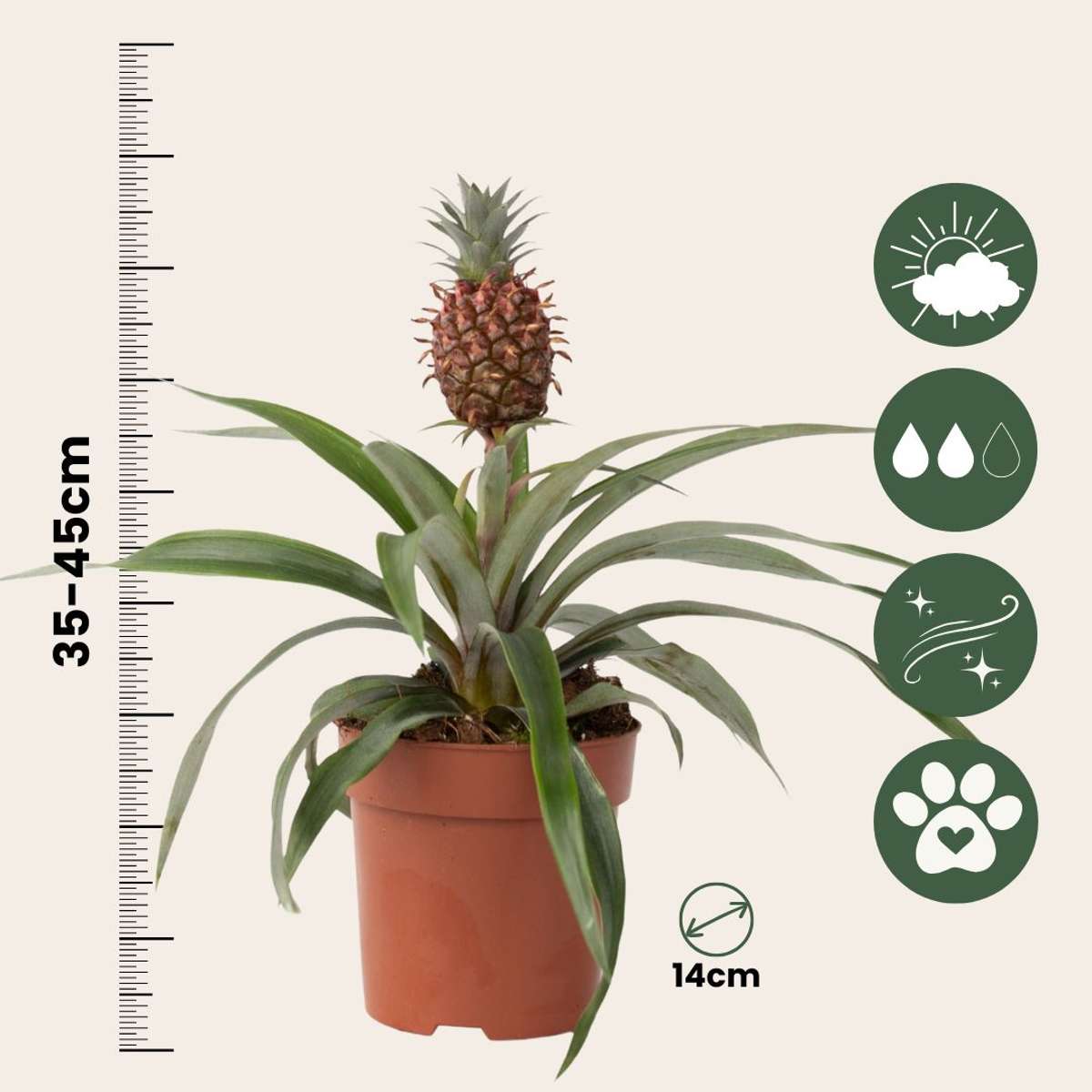 Miniature Pineapple plant - Ananas comosus 'Mi Amigo' - Height 35-45cm - ⌀12cm