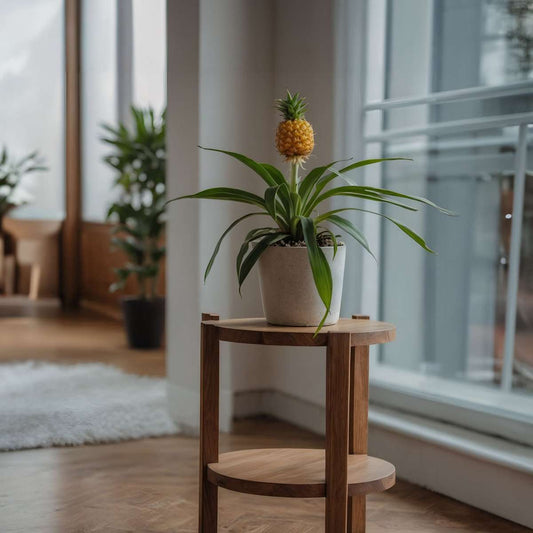 Miniature Pineapple plant - 2 pcs. - Ananas 'Mi Amigo' - Height 35-45cm - ⌀12cm