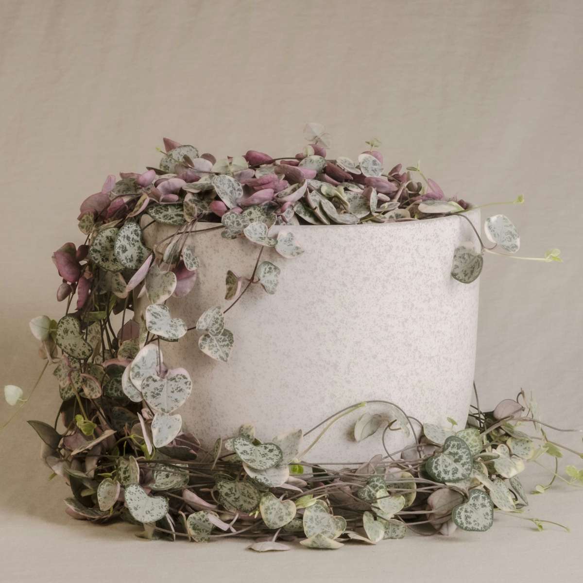 String of Hearts - 2 pcs. - Ceropegia linearis Woodii - Height 20-30cm - ⌀14cm