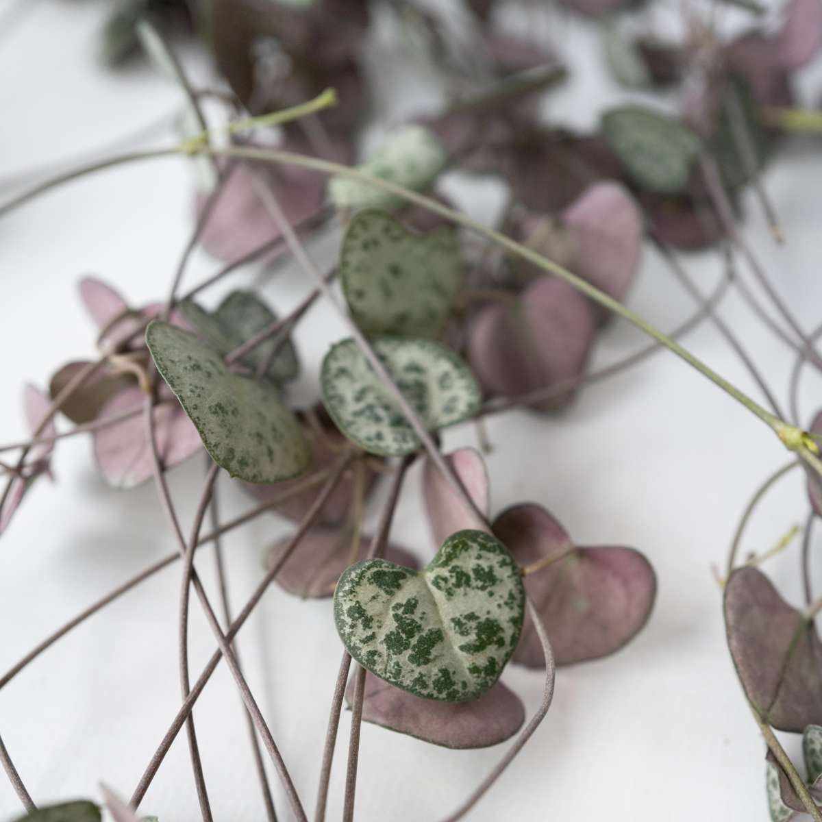 String of Hearts - 2 pcs. - Ceropegia linearis Woodii - Height 20-30cm - ⌀14cm