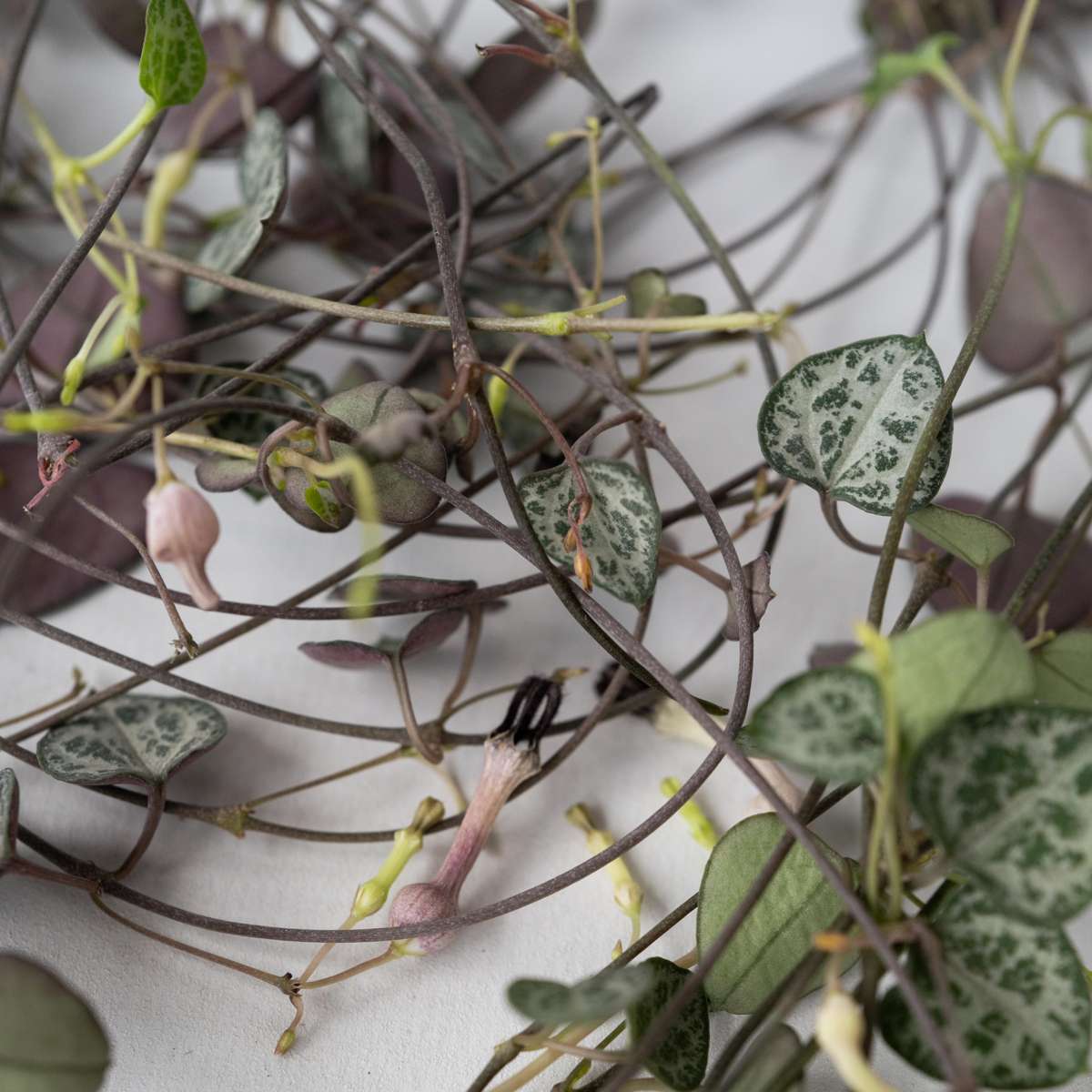 String of Hearts - 2 pcs. - Ceropegia linearis Woodii - Height 20-30cm - ⌀14cm