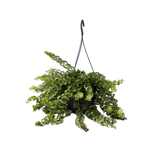 Lipstick Plant - Aeschynanthus pulcher - Height 20-30cm - ⌀15cm