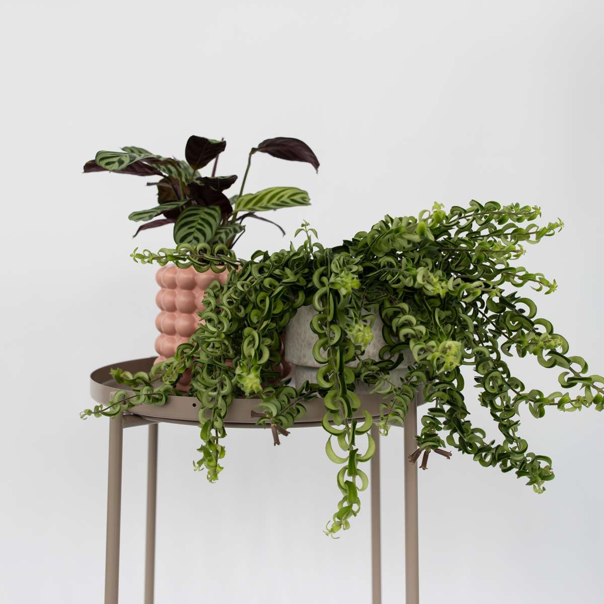 Lipstick Plant - 2 pcs. - Aeschynanthus pulcher - Height 20-30cm - ⌀15cm