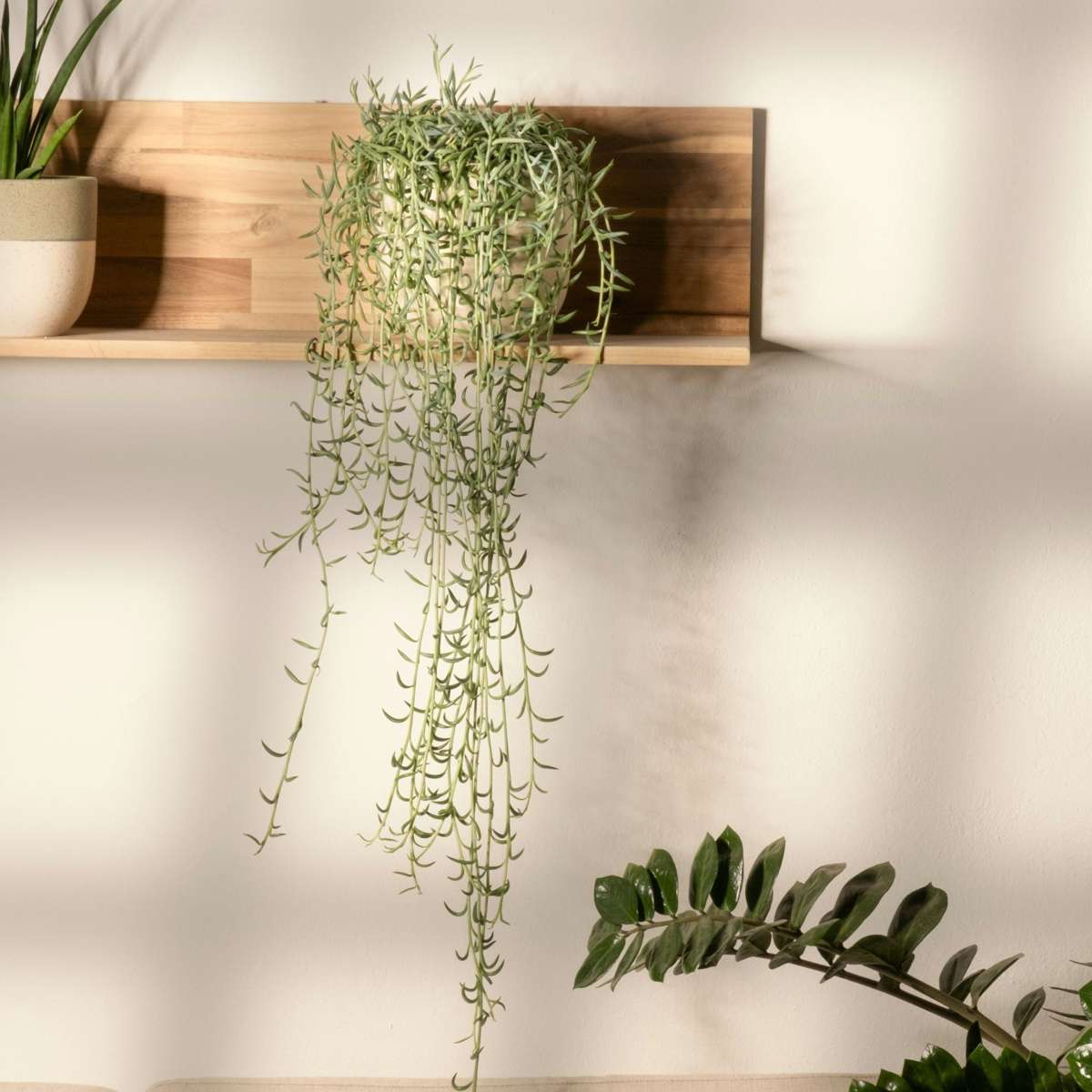String of Bananas - Senecio radicans - Height 10-20cm - ⌀12cm