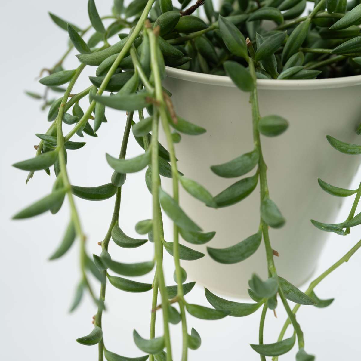 String of Bananas - Senecio radicans - Height 10-20cm - ⌀12cm