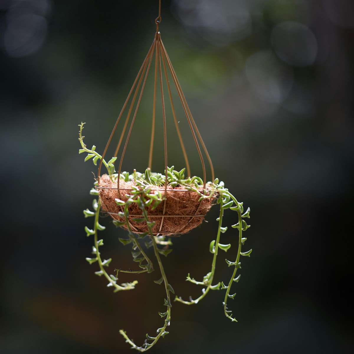 String of Dolphins - 2 pcs. - Senecio peregrinus - Height 10-20cm - ⌀12cm