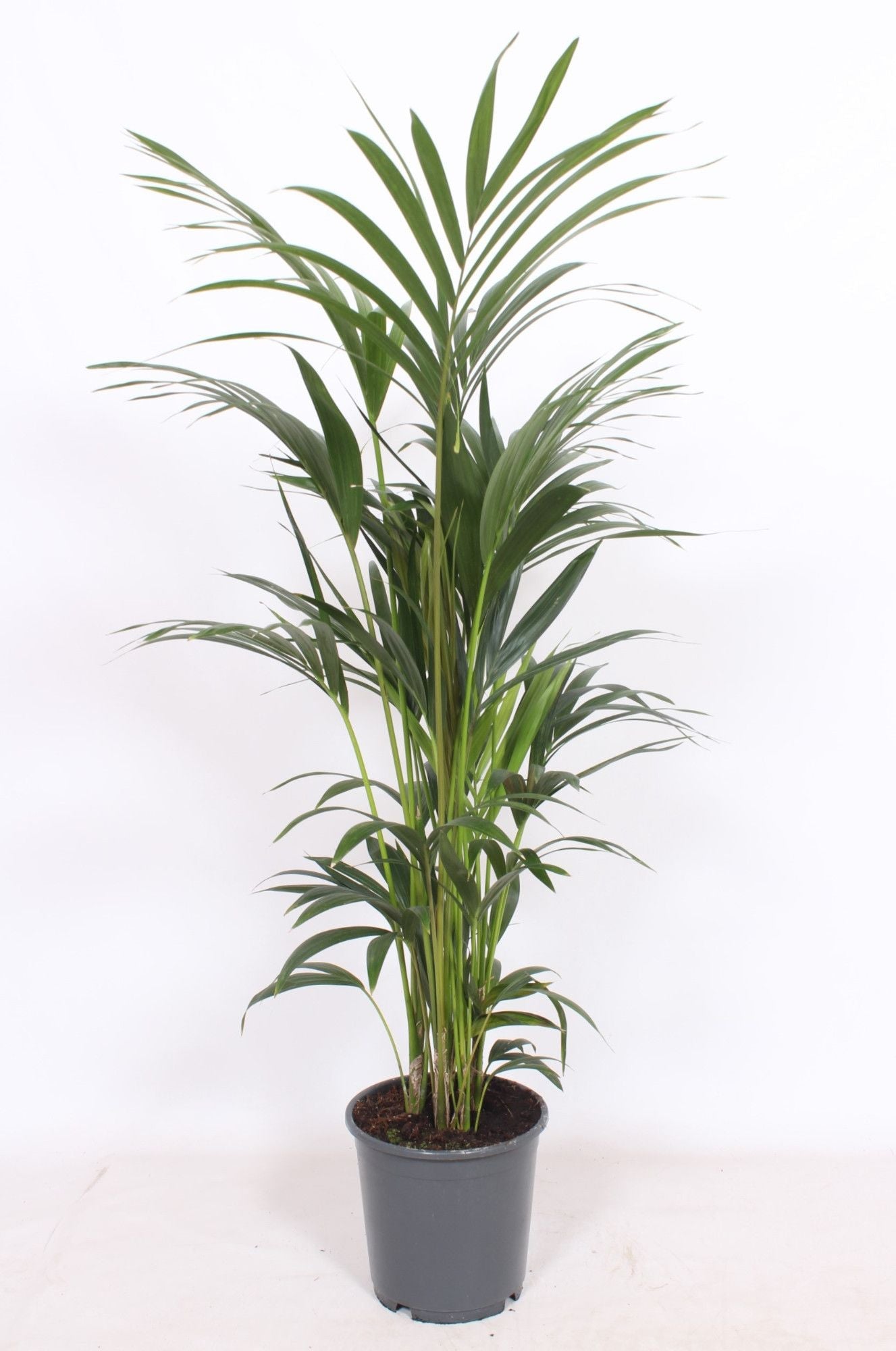 Howea Forsteriana 6pp