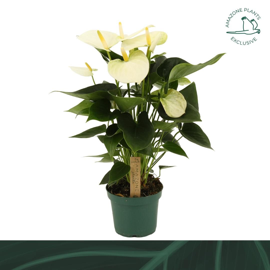 Anthurium An Samora