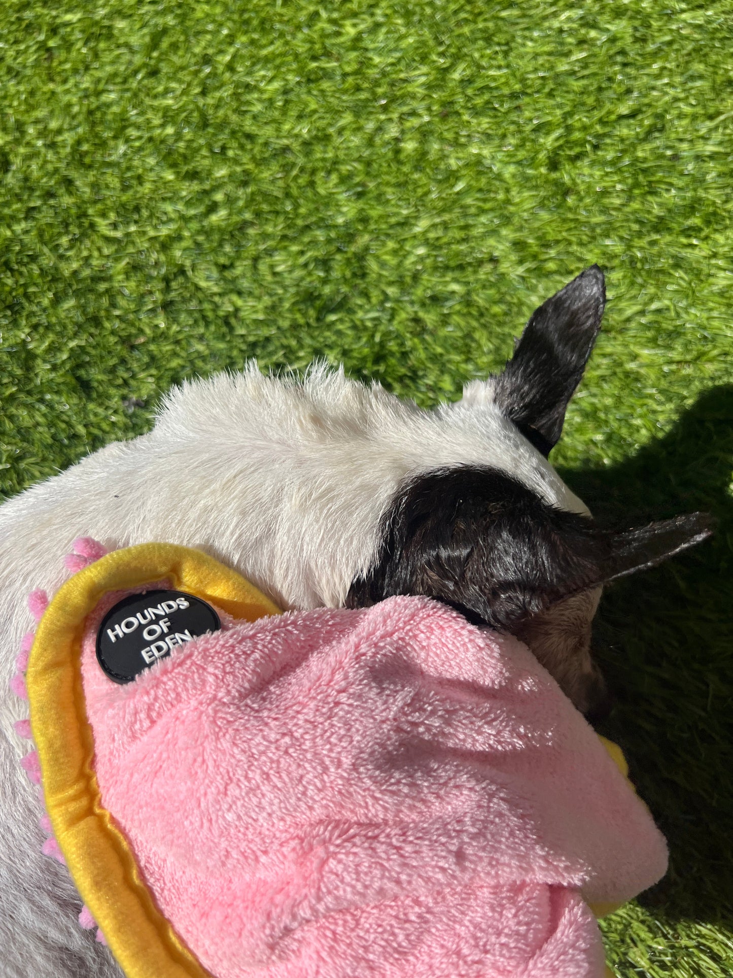 Mini Dog Towel + Clip, Pink & Orange