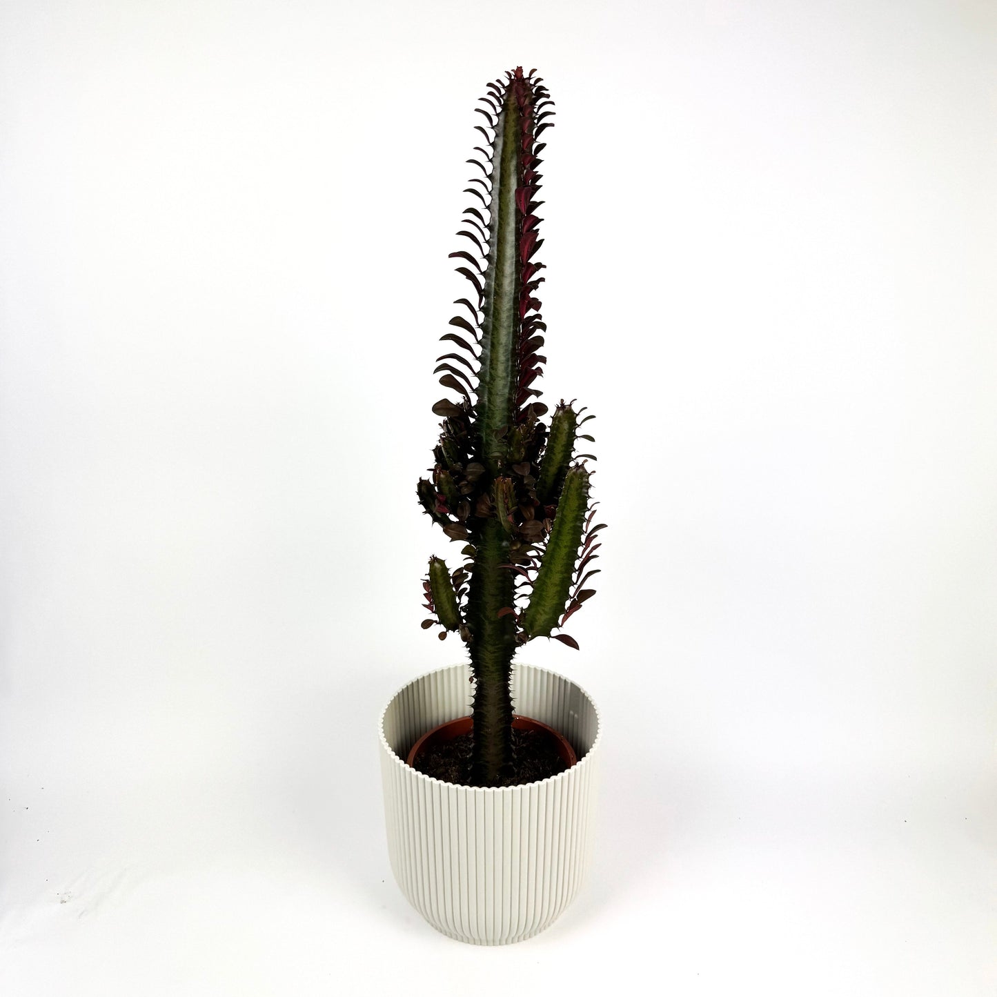 Rubra Trigonia 17cm Houseplant