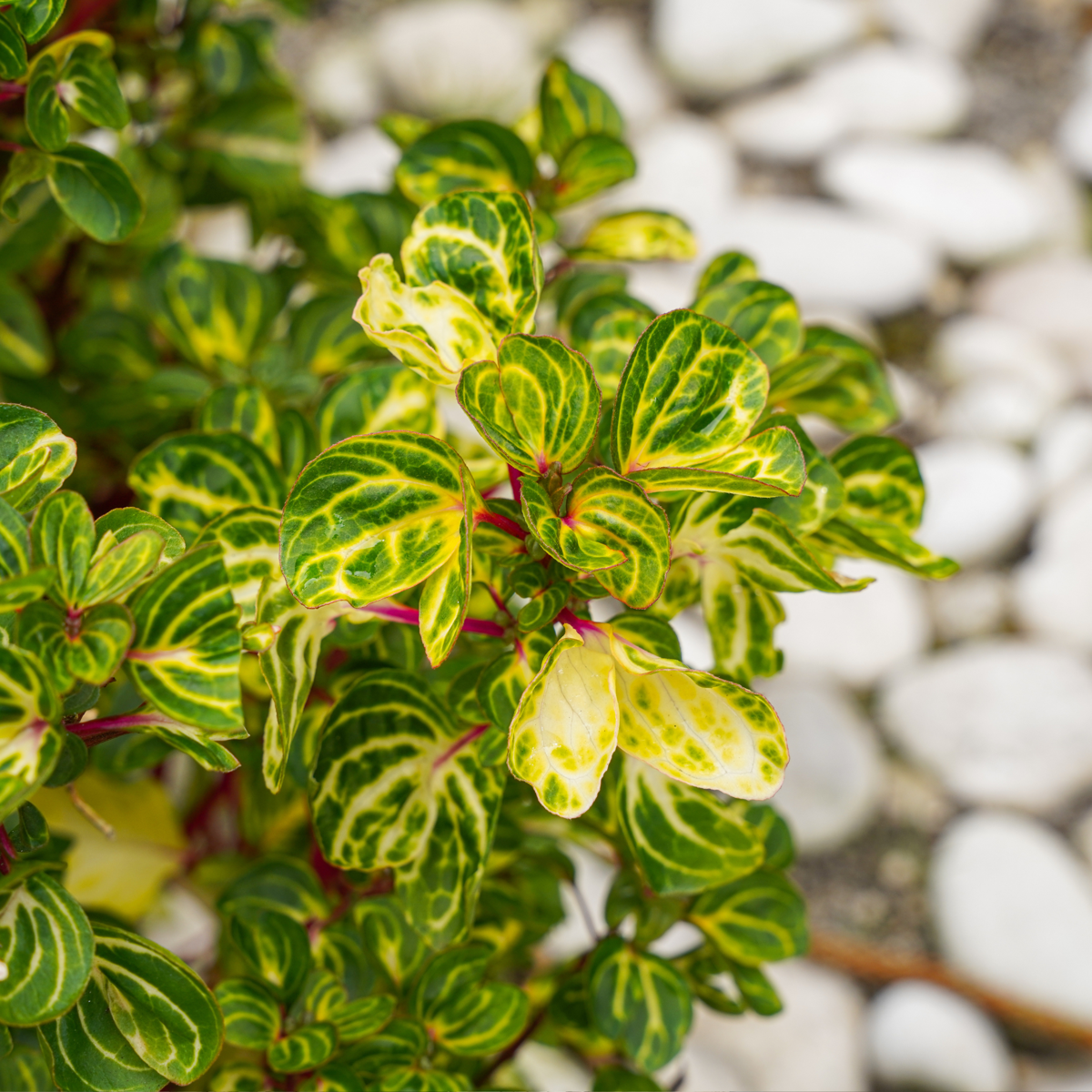 Bloodleaf plant - 2 pcs. - Iresine herbstii - Height 20-30cm - ⌀13cm