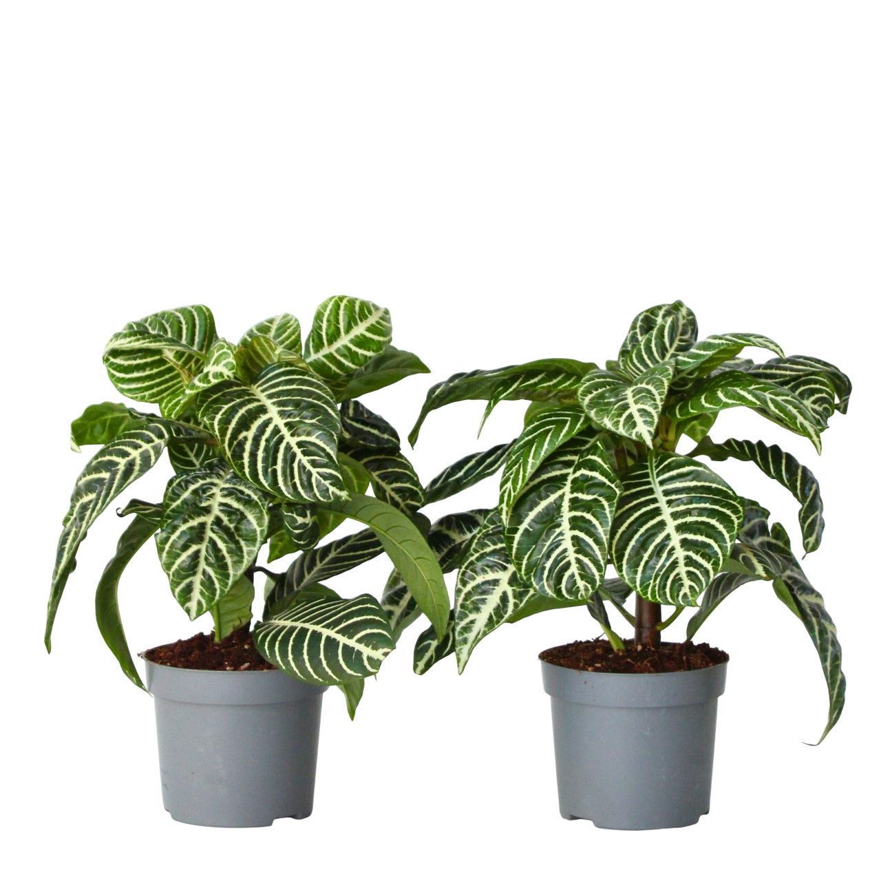 Zebra Plant - 2 pcs. - Aphelandra squarrosa 'Botanica' - Height 25-45cm - ⌀13cm