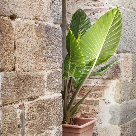 Elephant's Ear - 2 pcs. - Alocasia 'Odora' - Height 55-75cm - ⌀17cm