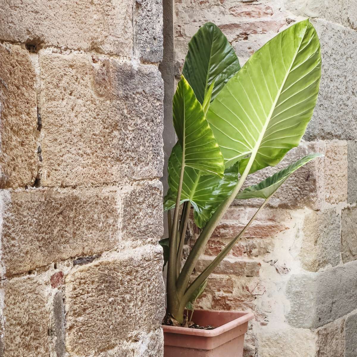 Elephant's Ear - Alocasia 'Odora' - Height 55-75cm - ⌀17cm