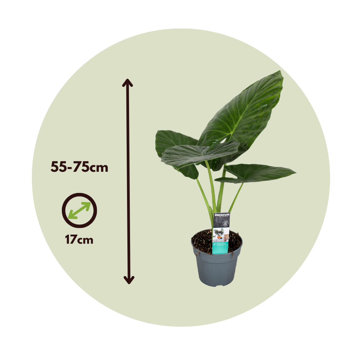 Elephant's Ear - Alocasia 'Odora' - Height 55-75cm - ⌀17cm