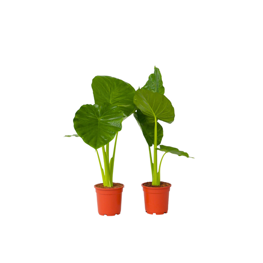 Elephant's Ear - 2 pcs. - Alocasia 'Odora' - Height 55-75cm - ⌀17cm