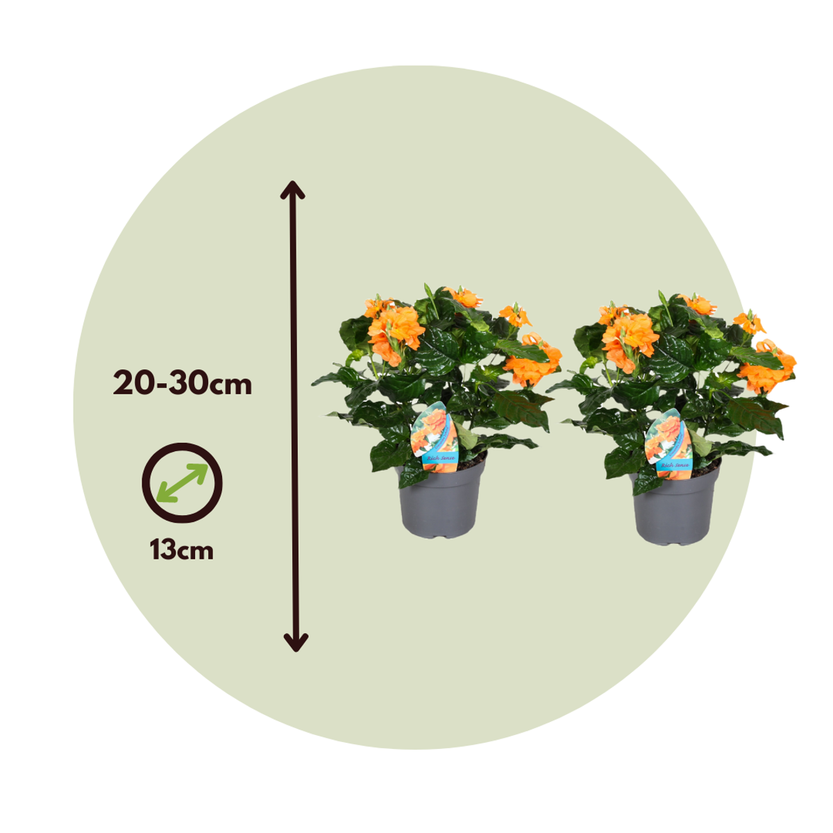 Firecracker Flower - 2 pcs. - Crossandra 'Fortuna' - Height 20-30cm - ⌀13cm