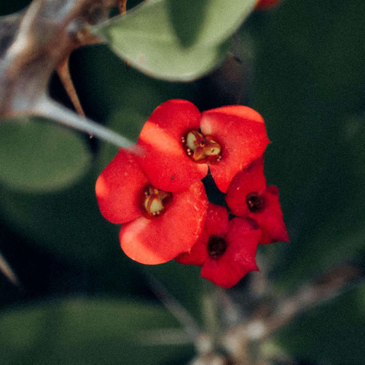 Crown of thorns - Euphorbia 'Milii' - Height 25-35cm - ⌀13cm
