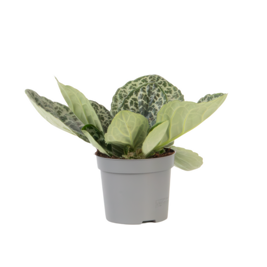 Cape primrose - Streptocarpus 'Pretty Turtle' - Height 25-35cm - ⌀13cm