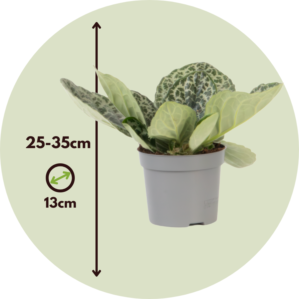 Cape primrose - 2 pcs - Streptocarpus 'Pretty Turtle' - Height 25-35cm - ⌀13cm