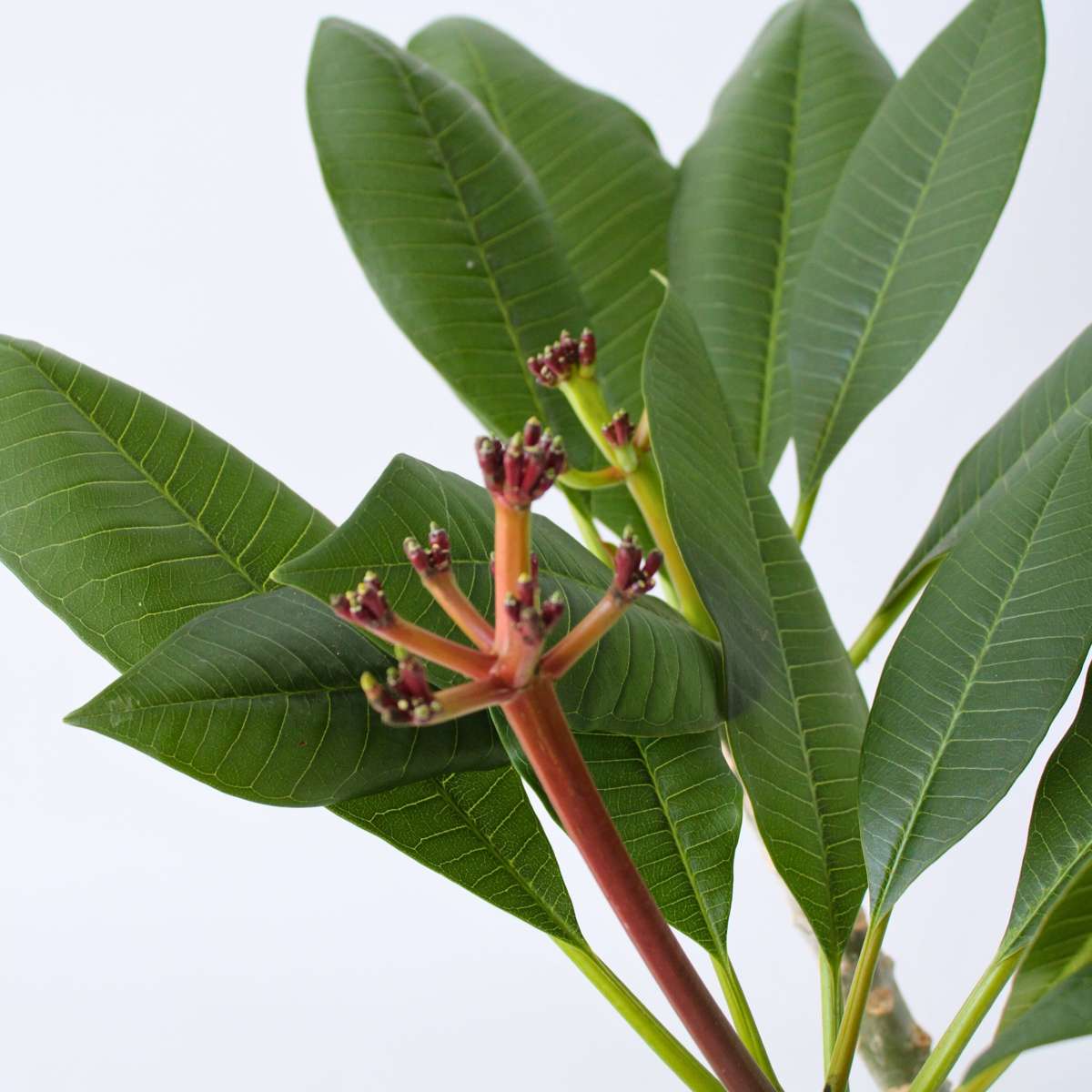 Frangipani white - Plumeria rubra - Height 55-70cm - ⌀17cm