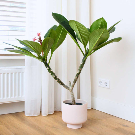 Frangipani white - Plumeria rubra - Height 55-70cm - ⌀17cm