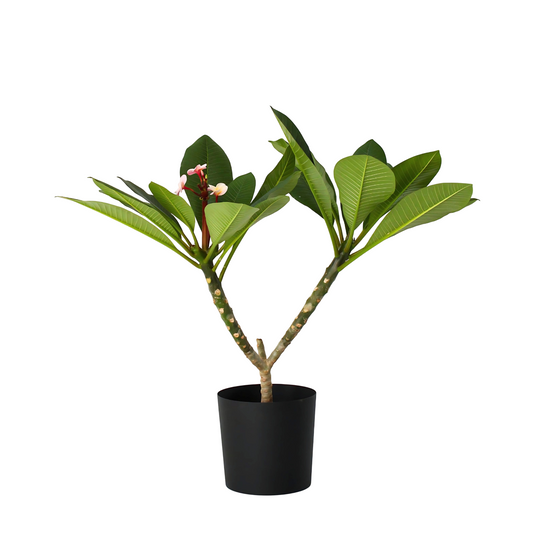 Frangipani - Plumeria rubra 'Pink' - Height 55-70cm - ⌀17cm