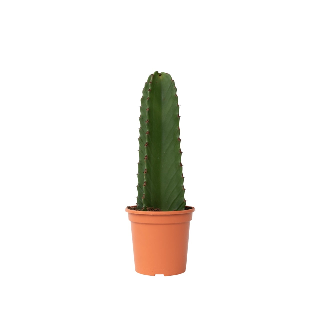 Candelabra tree cactus - Euphorbia ingens - Height 40-50cm - ⌀18cm