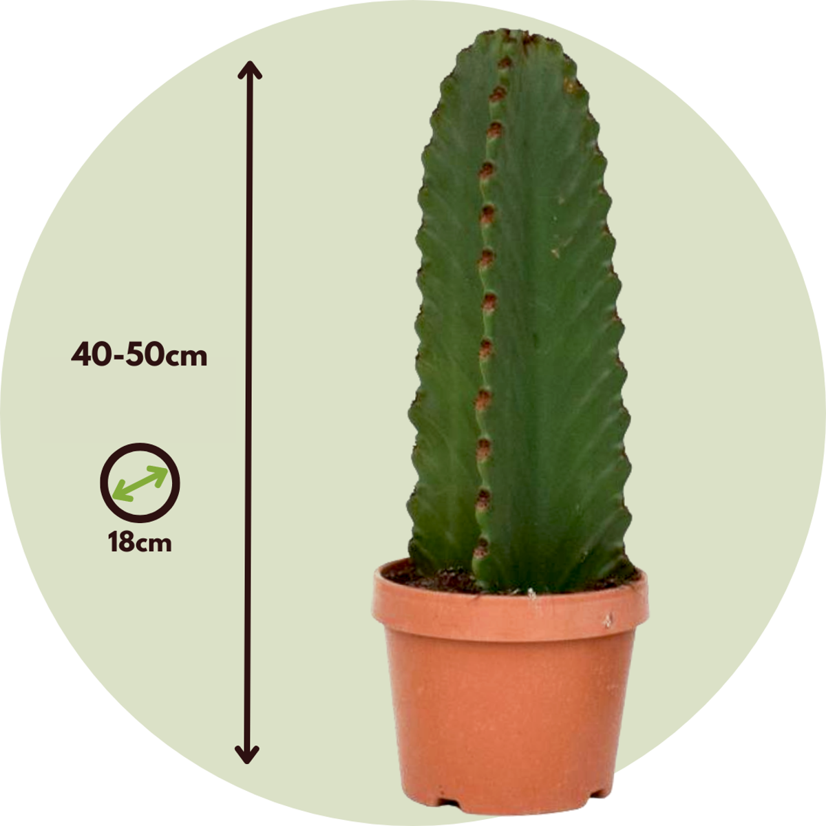 Candelabra tree cactus - Euphorbia ingens - Height 40-50cm - ⌀18cm