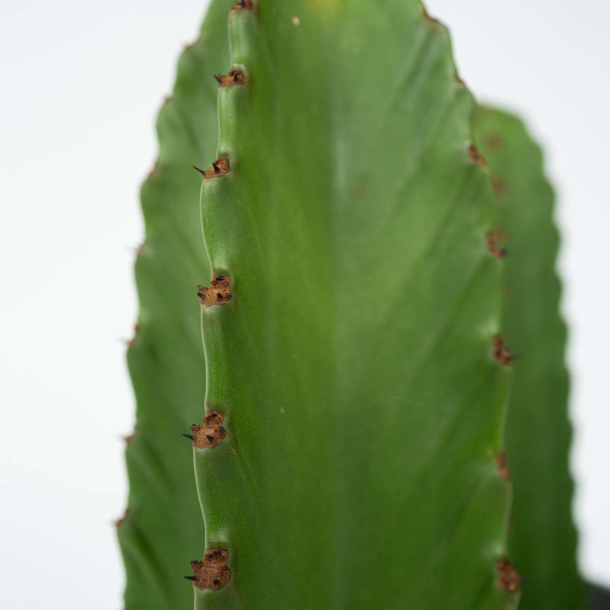 Candelabra tree cactus - 2 pcs. - Euphorbia ingens - Height 40-50cm - ⌀18cm