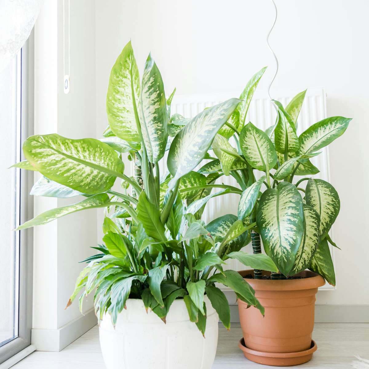 Dumb Cane - Dieffenbachia 'Tropic' - Height 70-80cm - ⌀24cm