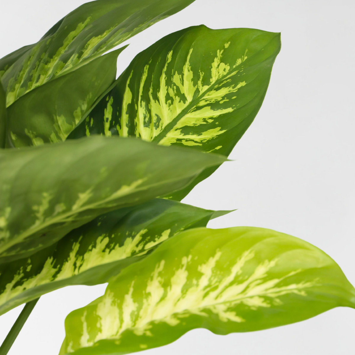 Dumb Cane - Dieffenbachia 'Tropic' - Height 70-80cm - ⌀24cm