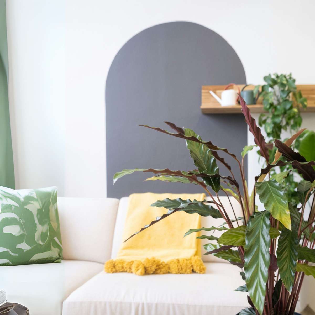 Prayer Plant - Calathea 'Wavestar' - Height 90cm - ⌀27cm