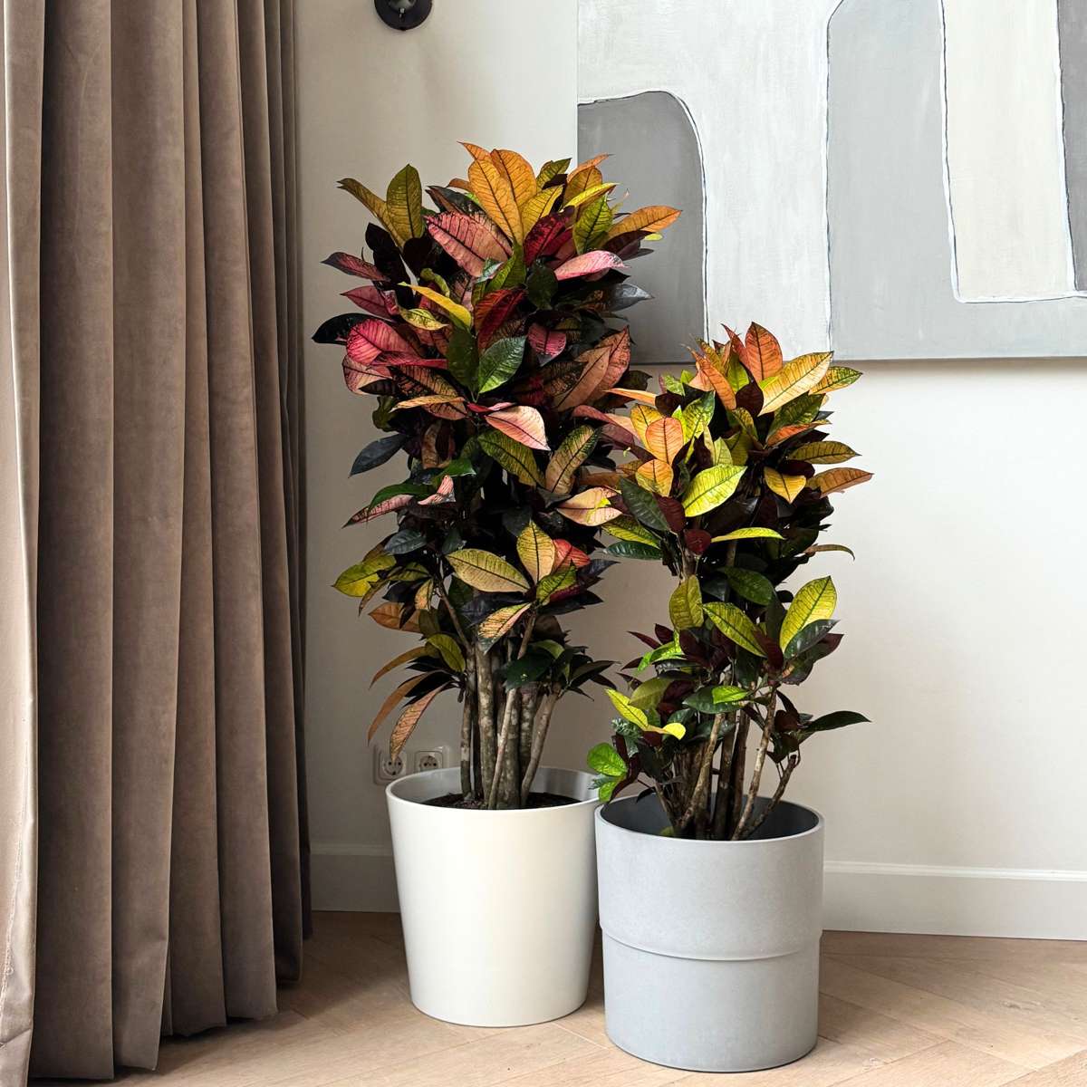 Croton - Codiaeum variegatum ‘Mrs. Iceton’ - Height 90-100 cm - Pot 27 cm